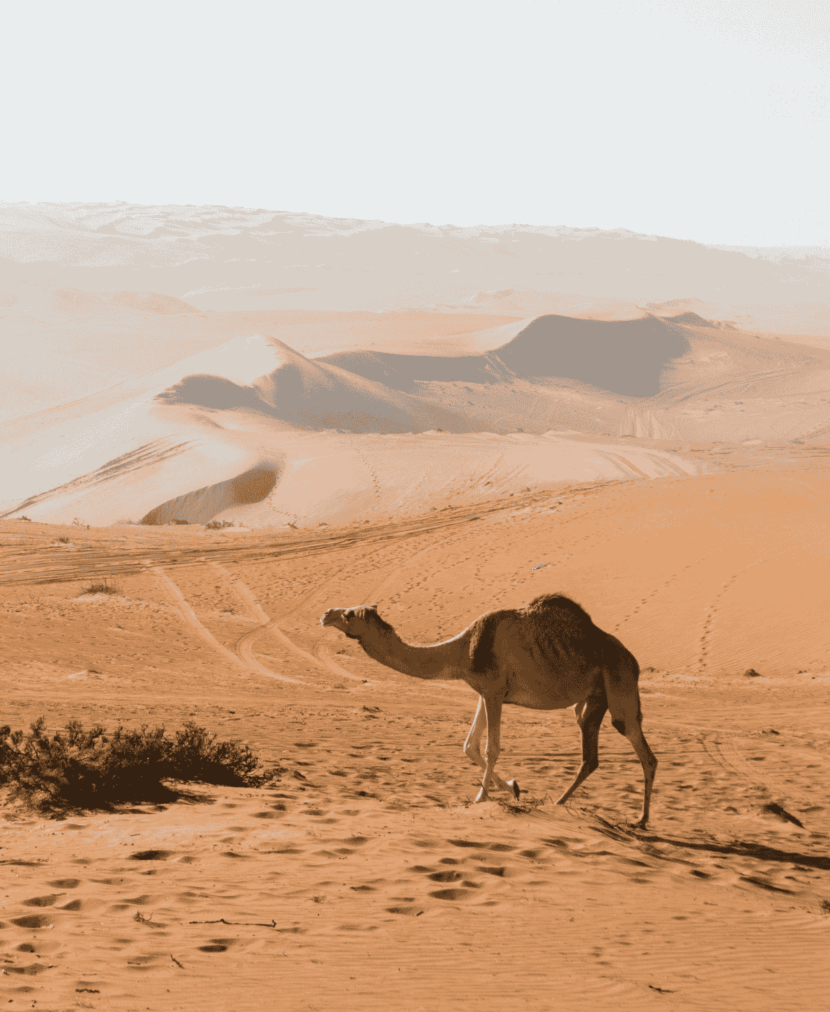 WAHIBA SANDS