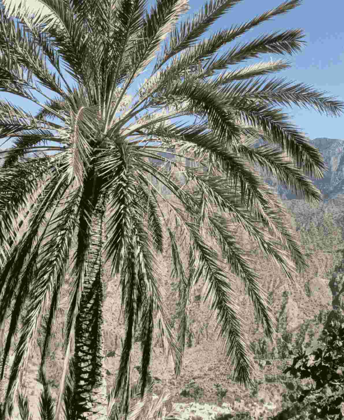 JABAL AKHDAR