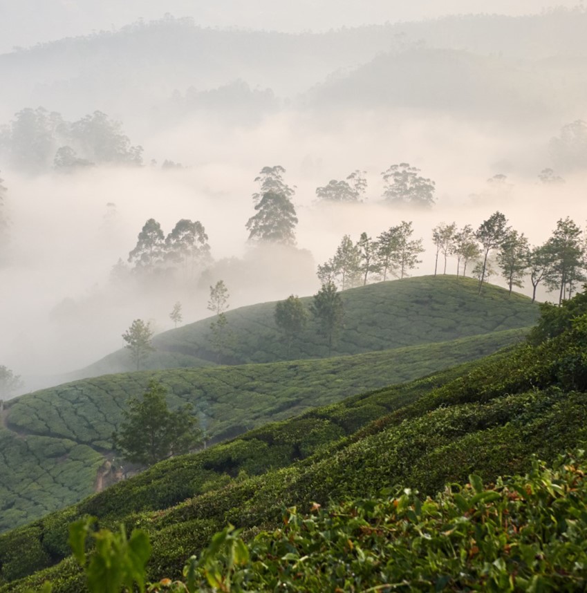 LA NATURE VERDOYANTE DU KERALA